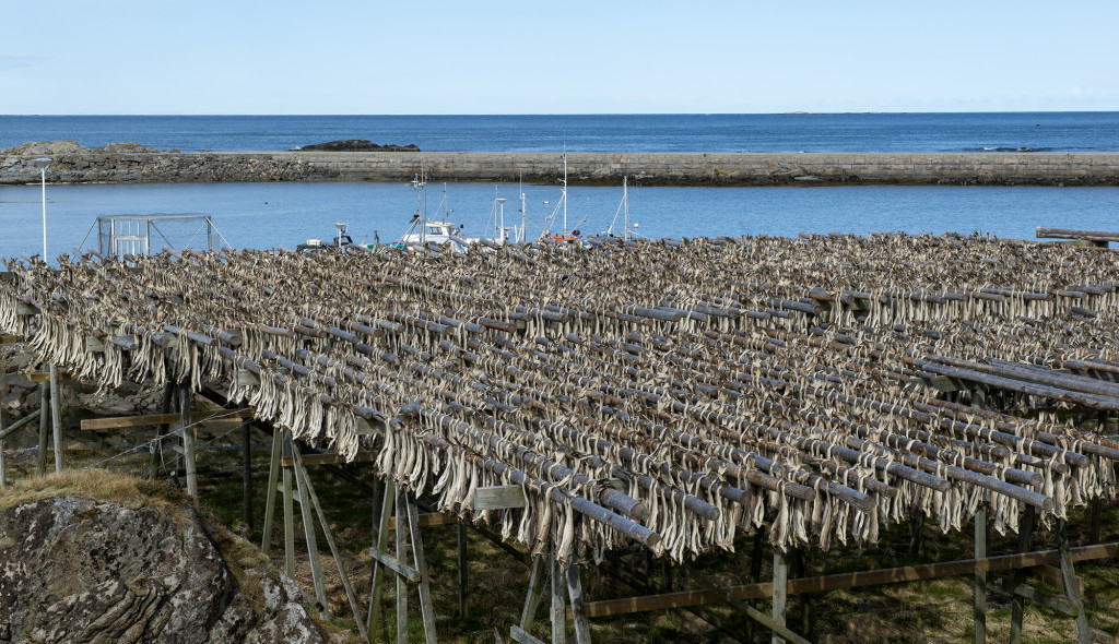 Både Lofoten og Vesterålen er et eldorado for lystfiskere, vi fik tilbudt nyfanget torsk flere gange. Det var så givtigt, at lystfiskerne ikke kunne spise alt de fangede selv og fryseren i campingvognen eller autocamperen var fyldt op. Men det er ikke kun lystfiskerne der fanger torsk, i vintermånederne fanges der store mængder torsk og sej. De bliver rensede og hovedet skåret af og hængt op i store stativer til tørring. I maj og juni måned tages de ned og pakkes til de sydeuropæiske lande. Hovederne sælges til Afrika, hvor de indgår i lokale retter. 