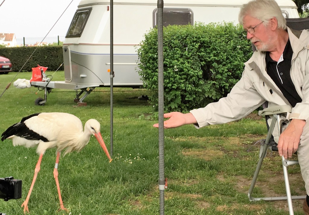 Jann fodrer storken som de genkender fra tidligere år, da den halter på det ene ben.