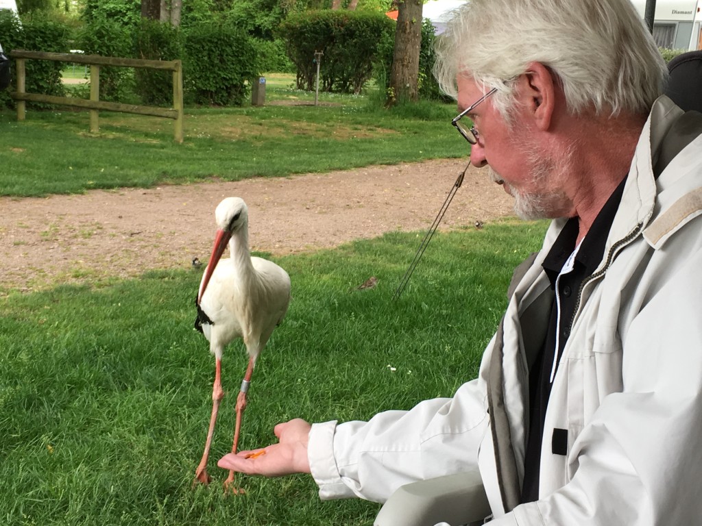 I Ribeauville i Alsace i Frankrig, mødes vi med min bror Jann og hans kone Anne og får besøg af storken. Der er mange storke i området og mange er ganske tamme.