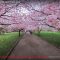 Du skal se Kirsebær Alleen NU – på Bispebjerg Kirkegård – Video