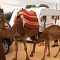 Kan en vintervogn som Kabe holder sommervarmen ude – Peer tester Kabe i Afrika